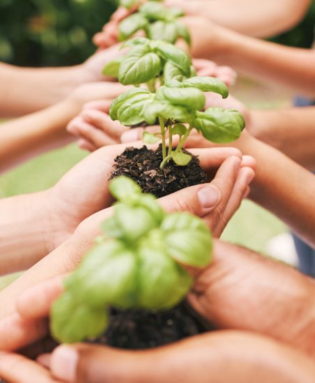 Hands, holding plants and nature soil in care for the environment, community and earth outside. Hand of people working together in hope, nurture and support for a sustainable future and conservation.